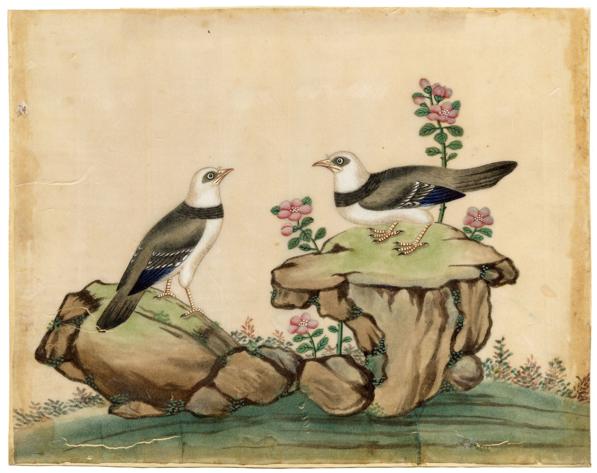 Antique 19th-century Chinese Pith Painting – Pair of Burmese Myna Birds on Rocks