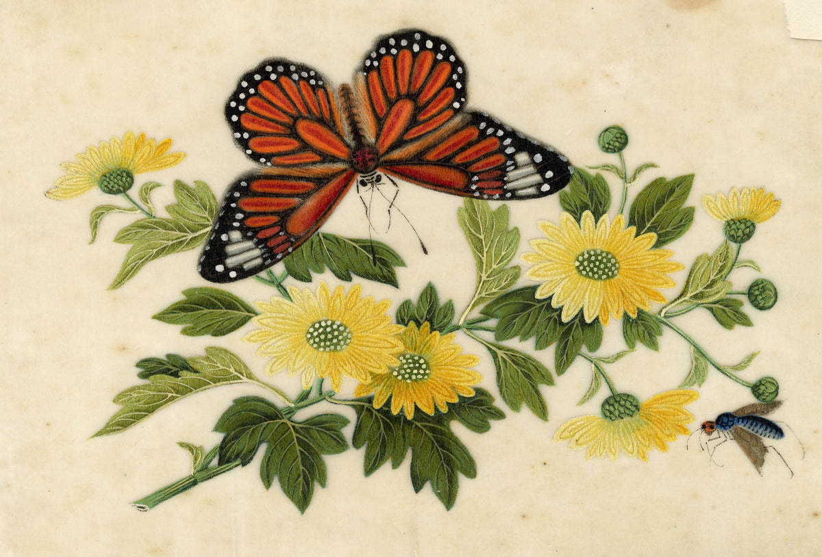 Antique 19th-century Chinese Pith Painting – Monarch Butterfly on Yellow Chrysanthemum Flowers
