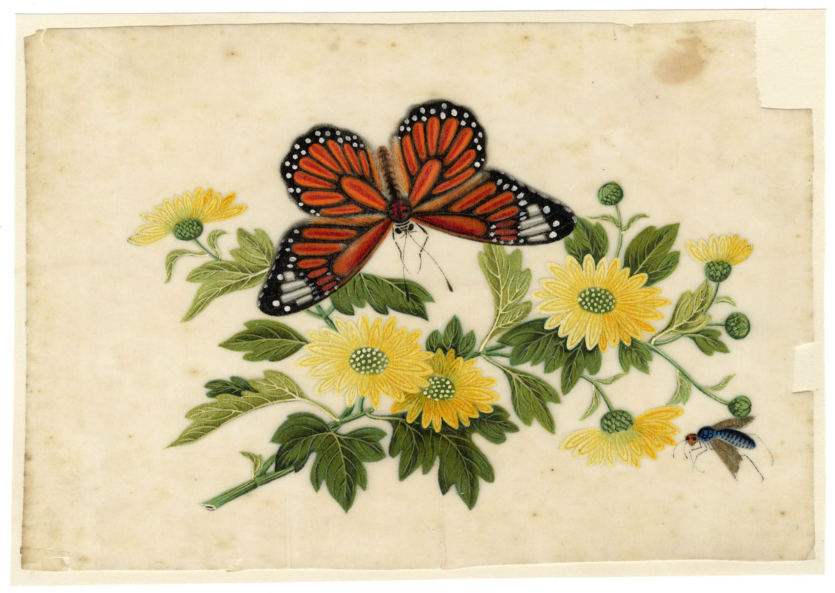 Antique 19th-century Chinese Pith Painting – Monarch Butterfly on Yellow Chrysanthemum Flowers