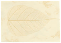 Antique 19th-century Chinese Pith Painting – Monarch Butterfly on Yellow Chrysanthemum Flowers