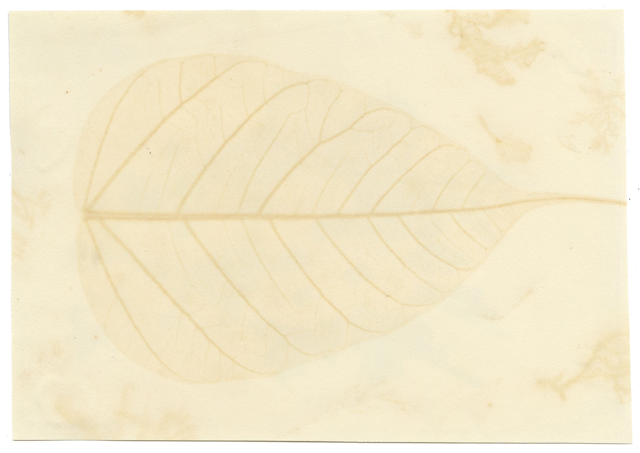 Antique 19th-century Chinese Pith Painting – Monarch Butterfly on Yellow Chrysanthemum Flowers