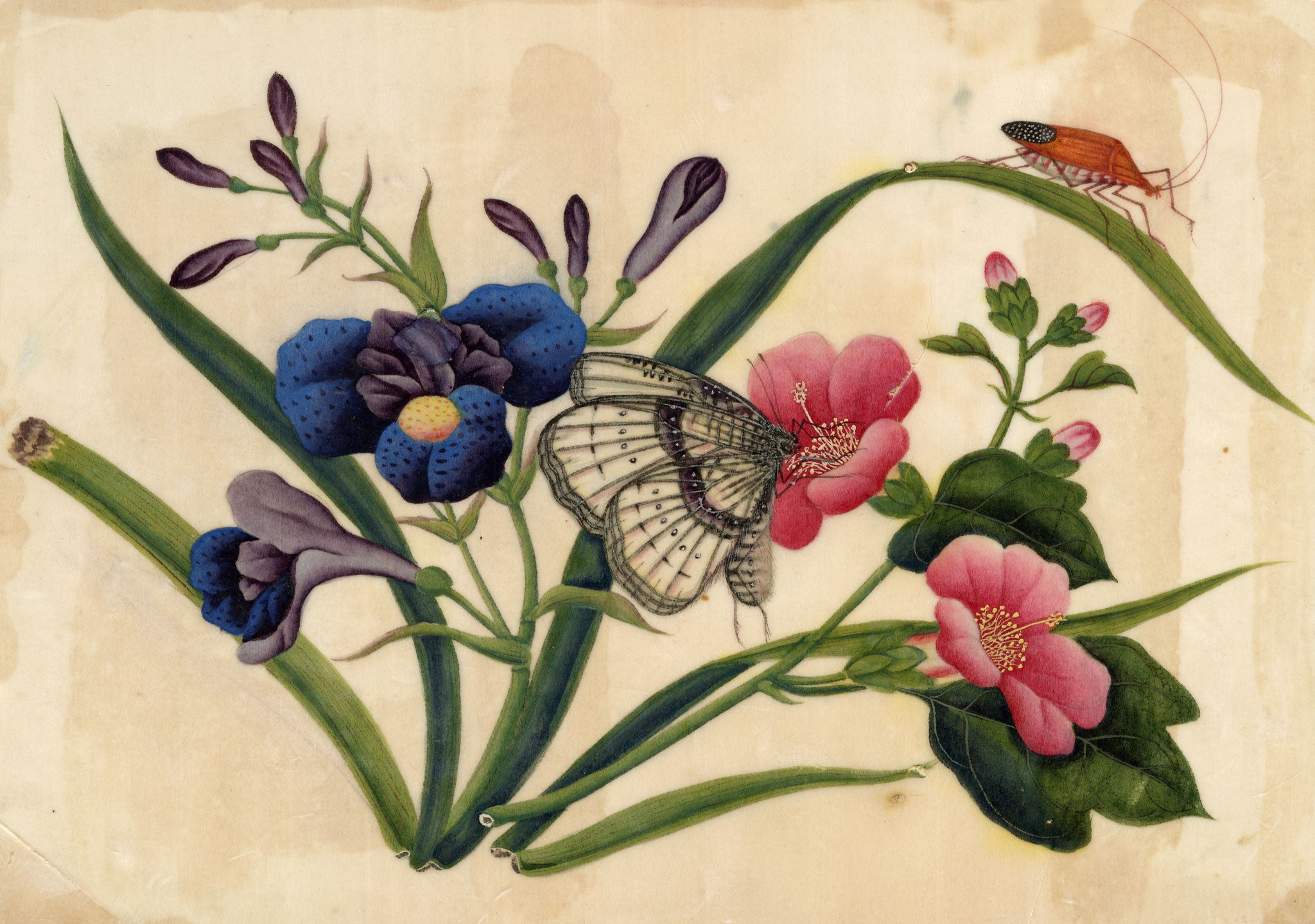 Antique 19th-century Chinese Pith Painting – Camellia & Iris Flowers with Butterfly & Insect