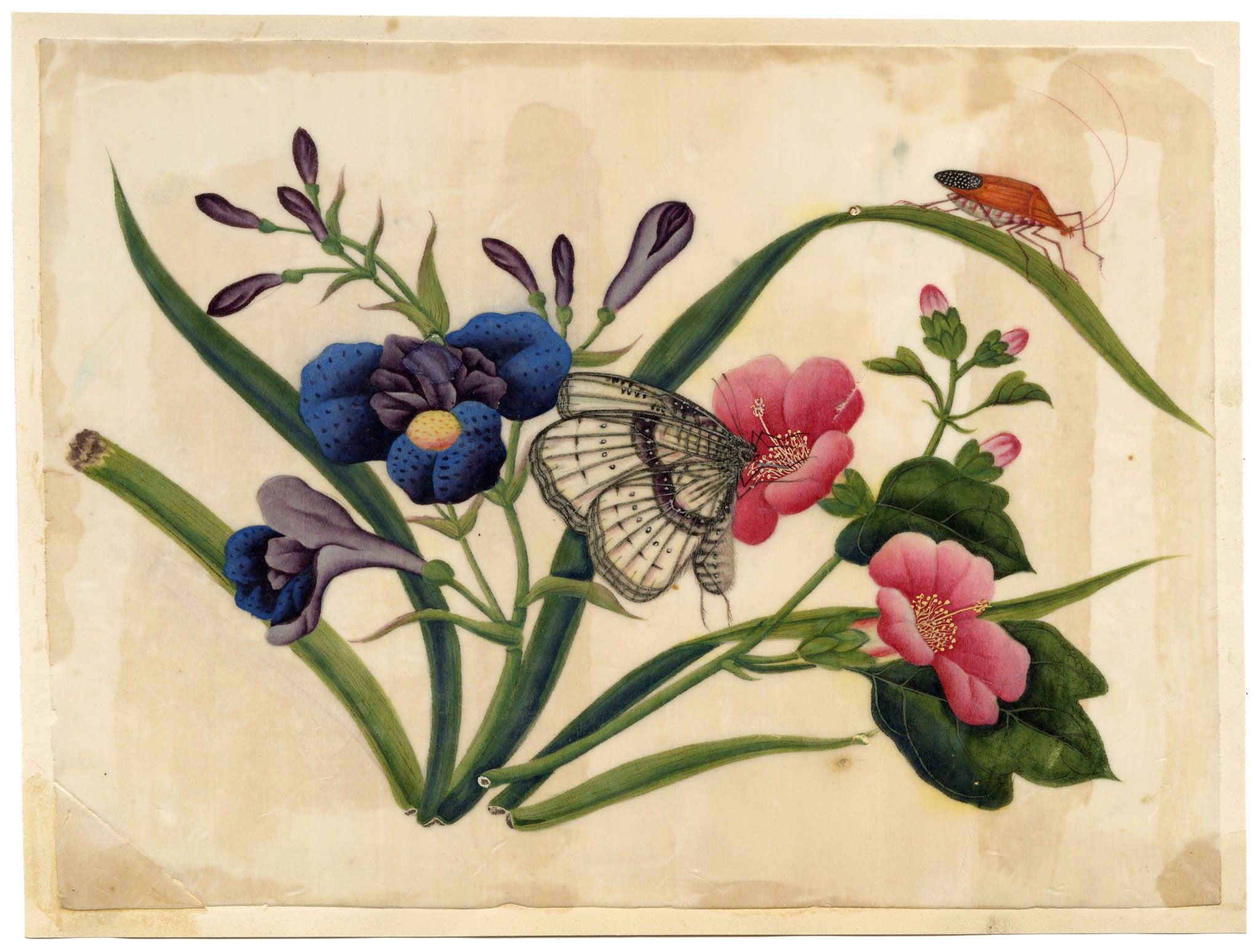 Antique 19th-century Chinese Pith Painting – Camellia & Iris Flowers with Butterfly & Insect