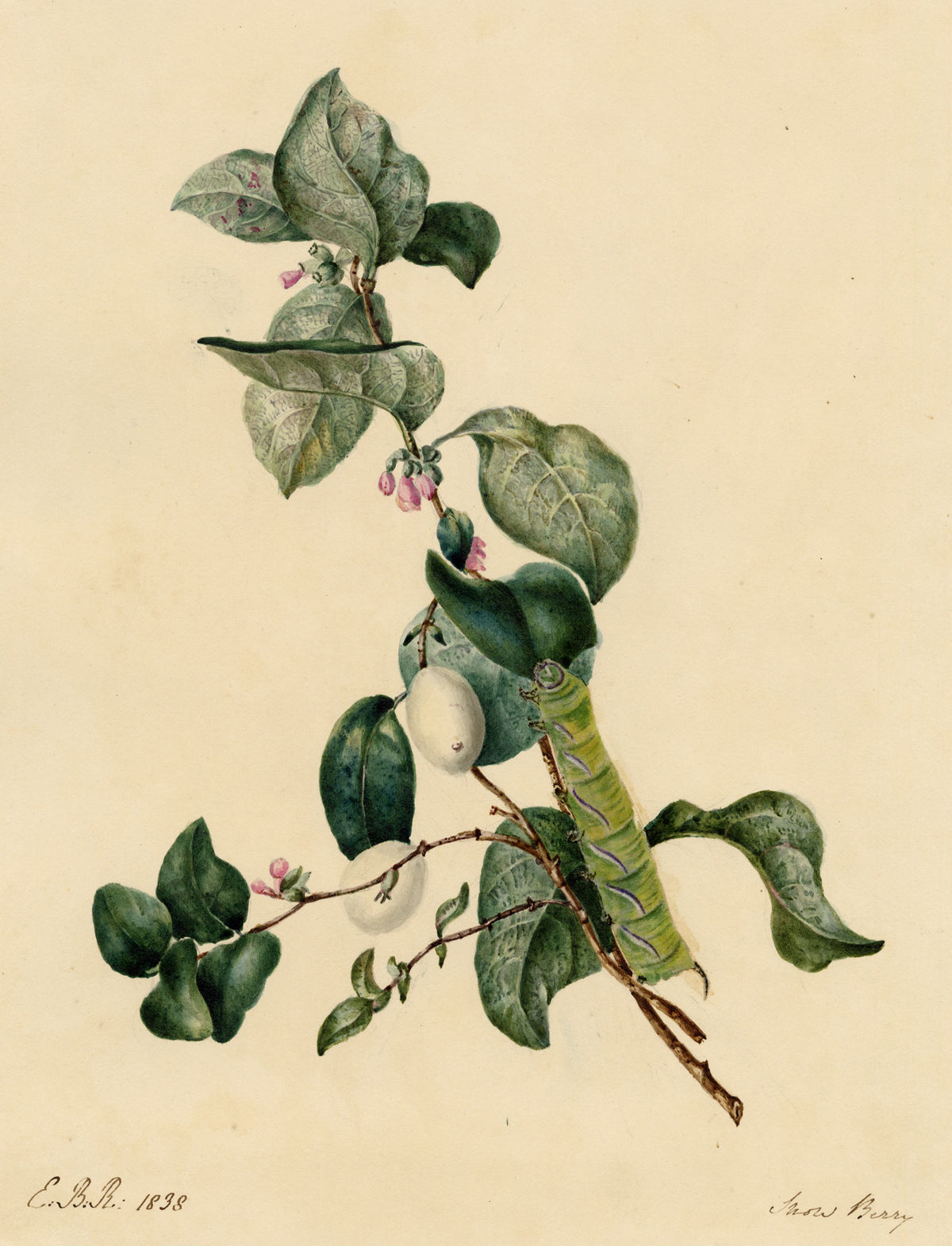 E.B.R., Snowberry Branch with Caterpillar – 1838 watercolour painting