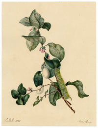E.B.R., Snowberry Branch with Caterpillar – 1838 watercolour painting