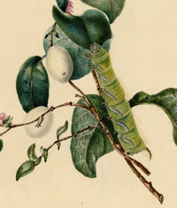 E.B.R., Snowberry Branch with Caterpillar – 1838 watercolour painting