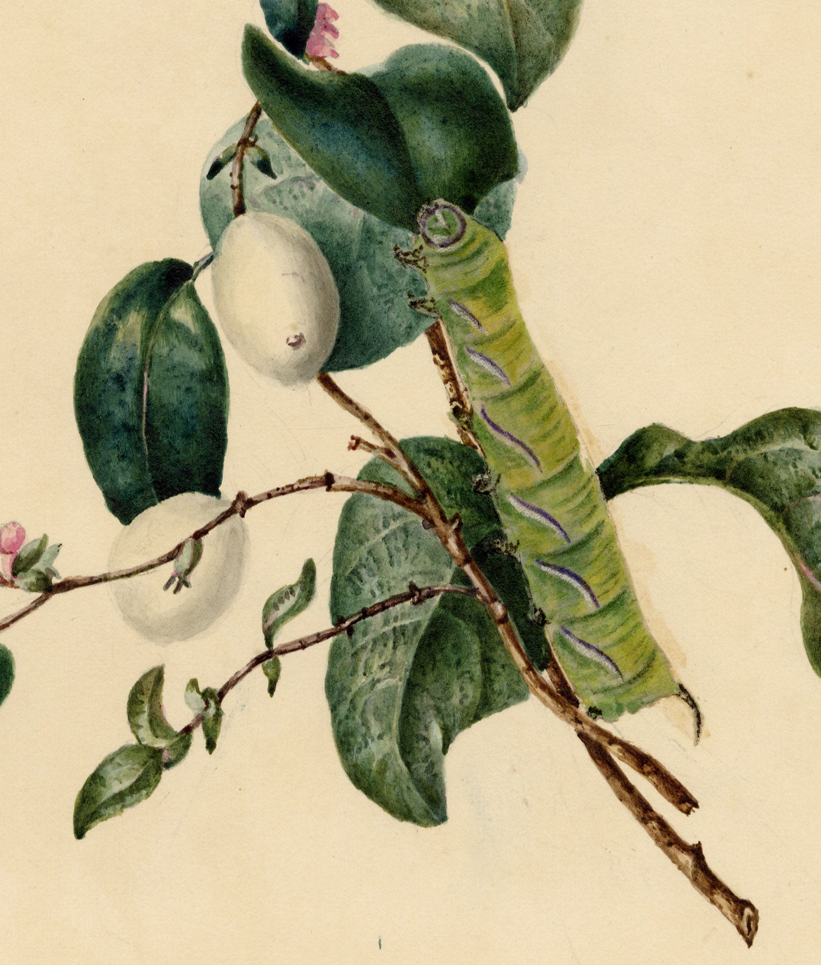 E.B.R., Snowberry Branch with Caterpillar – 1838 watercolour painting