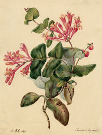 E.B.R., Honeysuckle Pink Trumpet Flower – 1841 watercolour painting