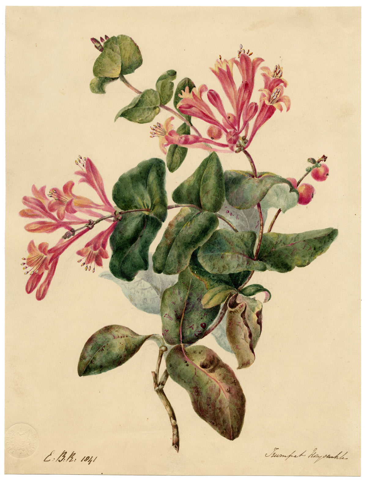 E.B.R., Honeysuckle Pink Trumpet Flower – 1841 watercolour painting