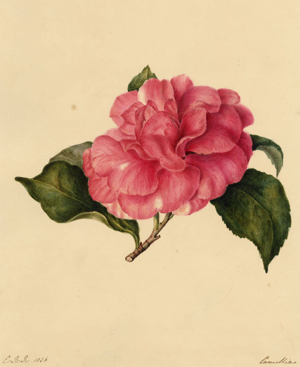 E.B.R., Pink Camellia Flower – 1836 watercolour painting
