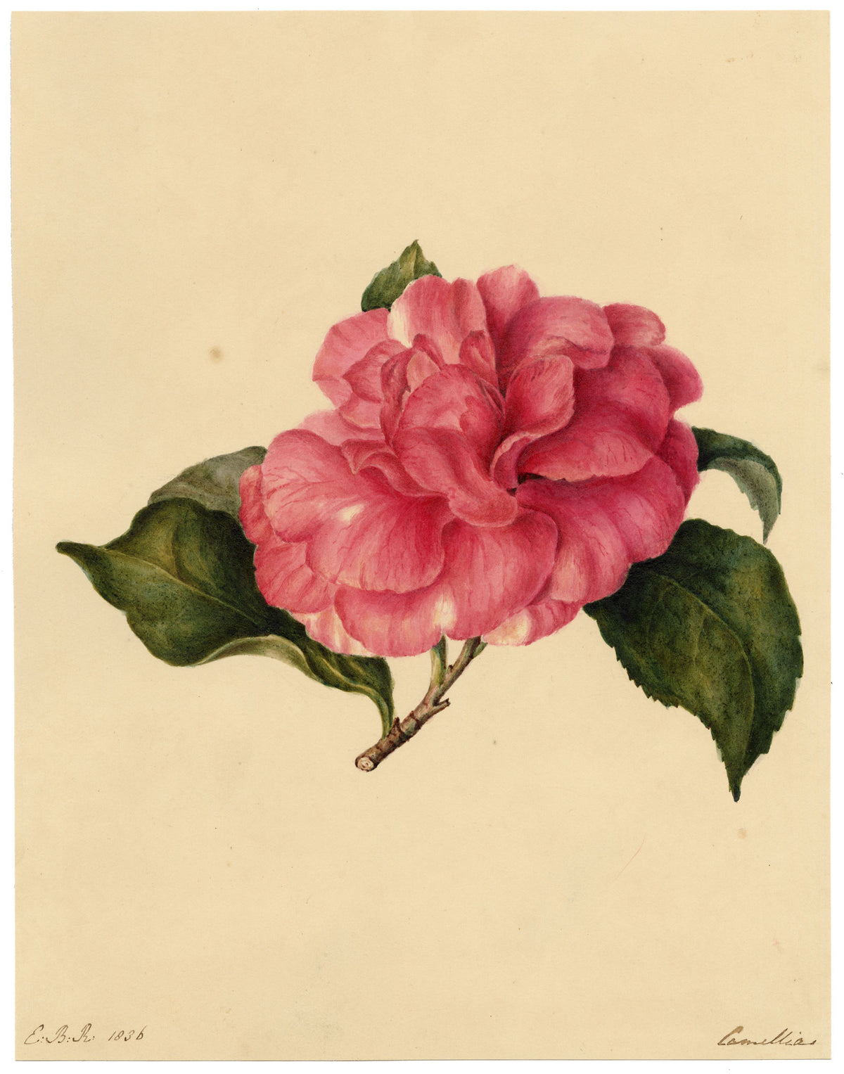 E.B.R., Pink Camellia Flower – 1836 watercolour painting