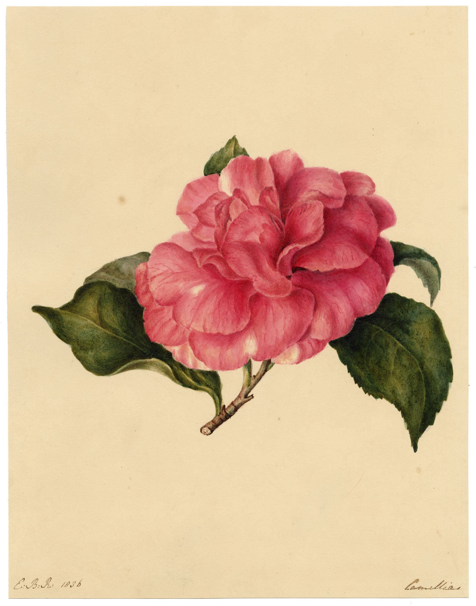E.B.R., Pink Camellia Flower – 1836 watercolour painting