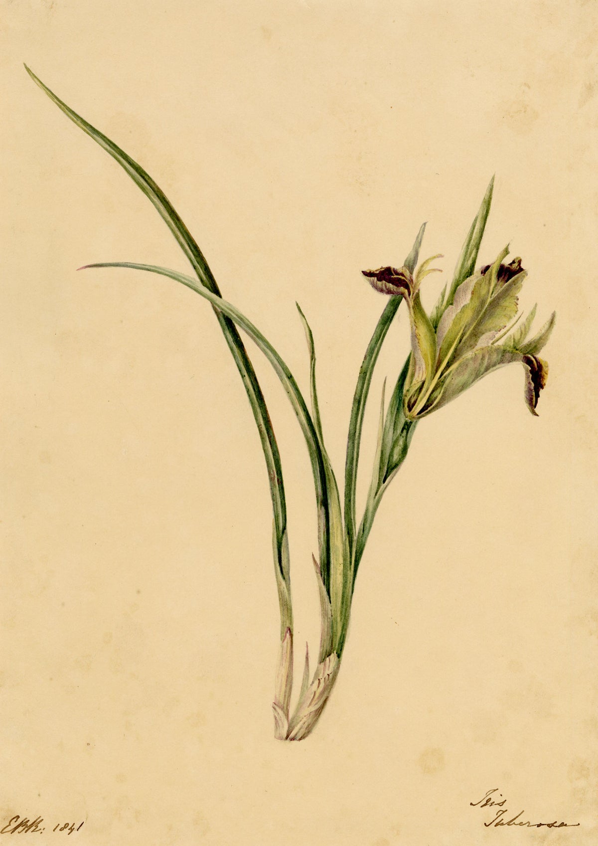 E.B.R., Iris Tuberosa Flower – 1841 watercolour painting