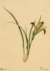 E.B.R., Iris Tuberosa Flower – 1841 watercolour painting