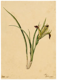 E.B.R., Iris Tuberosa Flower – 1841 watercolour painting