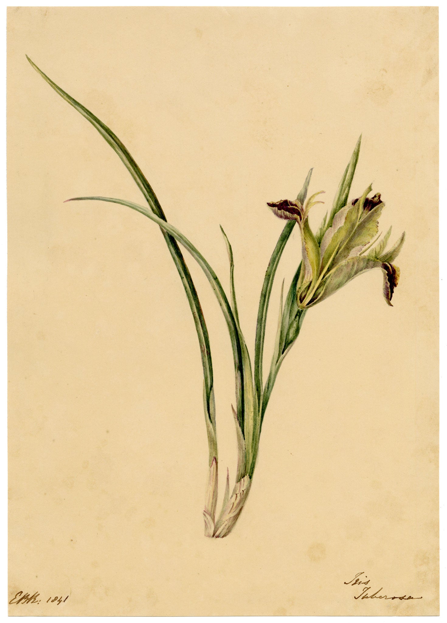 E.B.R., Iris Tuberosa Flower – 1841 watercolour painting