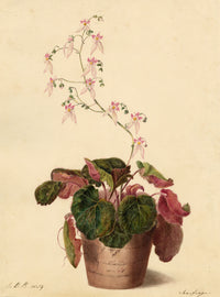 E.B.R., Strawberry saxifrage (Saxifraga stolonifera) Plant in Pot – 1834 watercolour painting