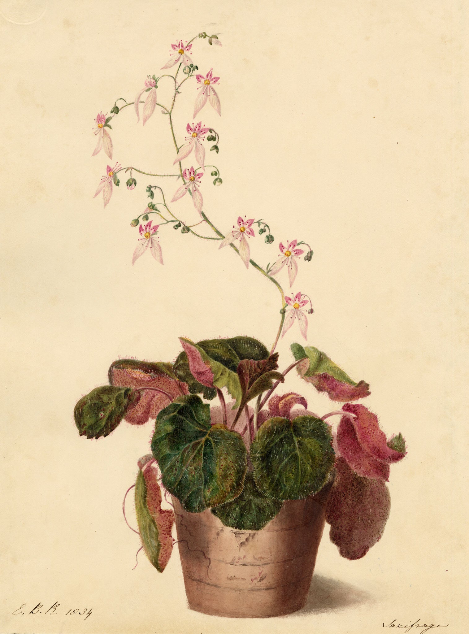 E.B.R., Strawberry saxifrage (Saxifraga stolonifera) Plant in Pot – 1834 watercolour painting