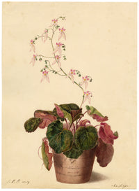 E.B.R., Strawberry saxifrage (Saxifraga stolonifera) Plant in Pot – 1834 watercolour painting