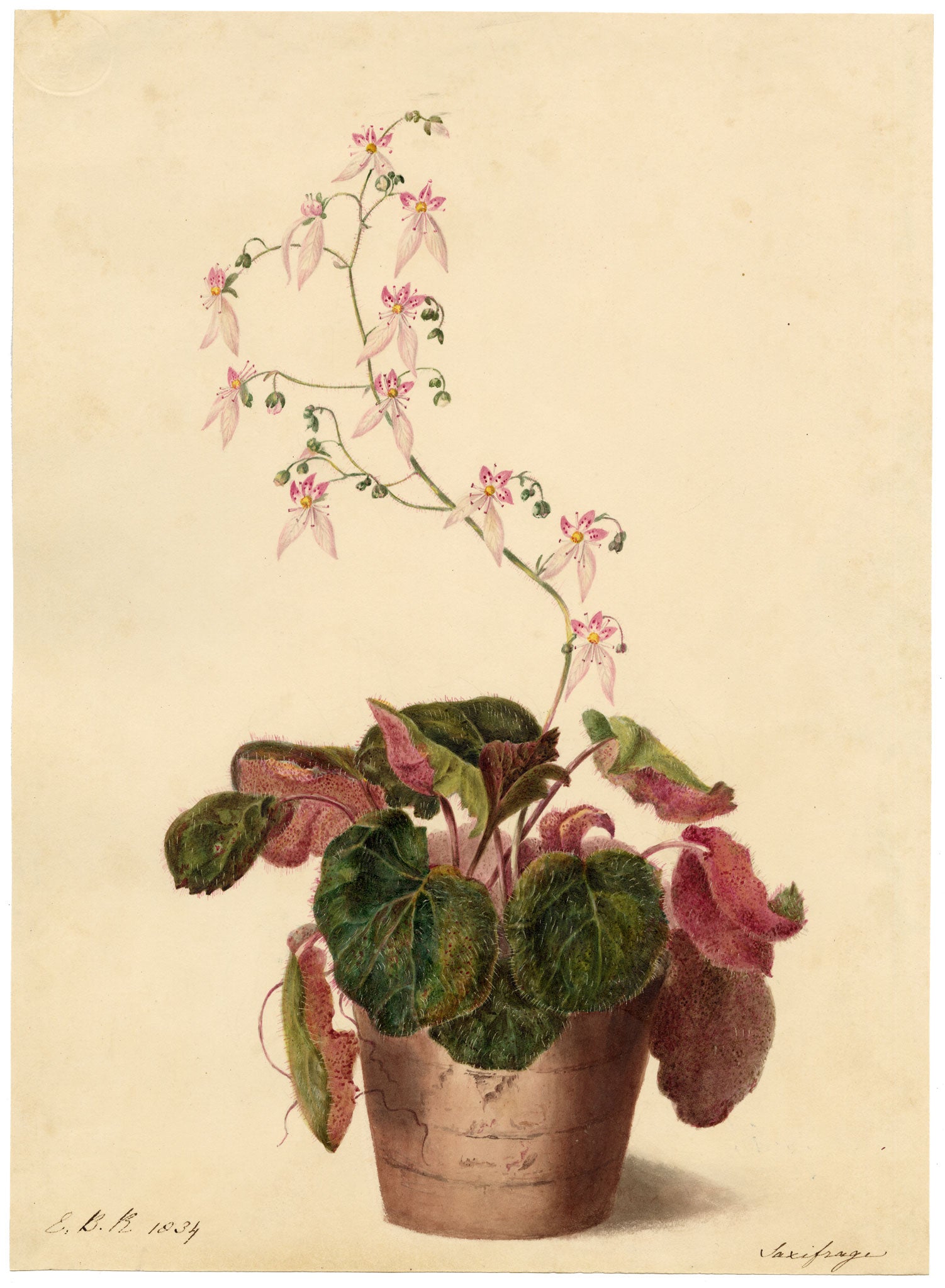 E.B.R., Strawberry saxifrage (Saxifraga stolonifera) Plant in Pot – 1834 watercolour painting