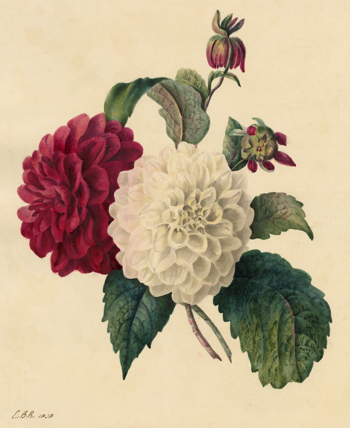 E.B.R., Red & White Dahlia Flowers – 1838 watercolour painting