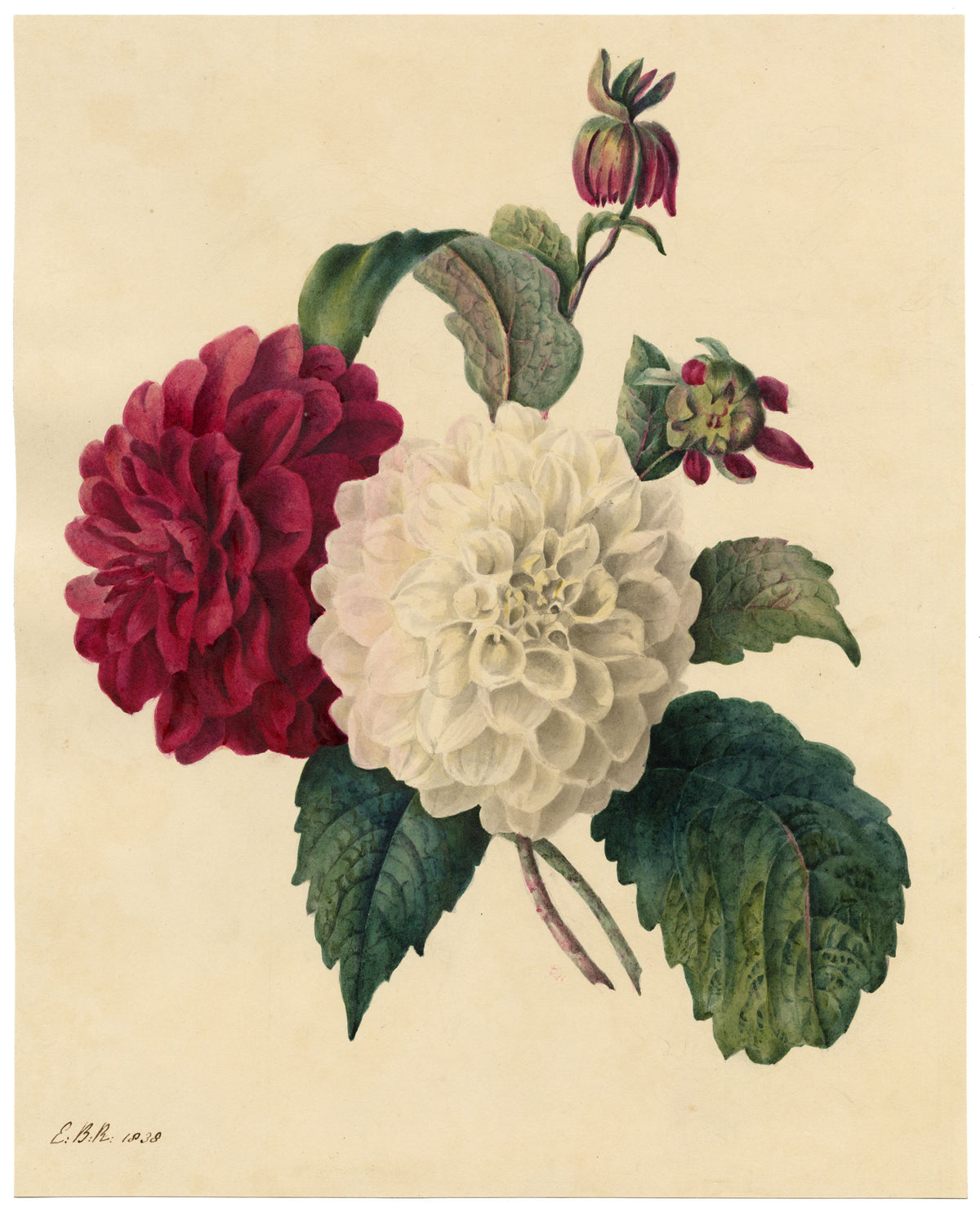 E.B.R., Red & White Dahlia Flowers – 1838 watercolour painting