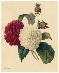 E.B.R., Red & White Dahlia Flowers – 1838 watercolour painting
