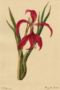 E.B.R., Jacobean Lily (Amaryllis Jacobia) Flower – 1835 watercolour painting