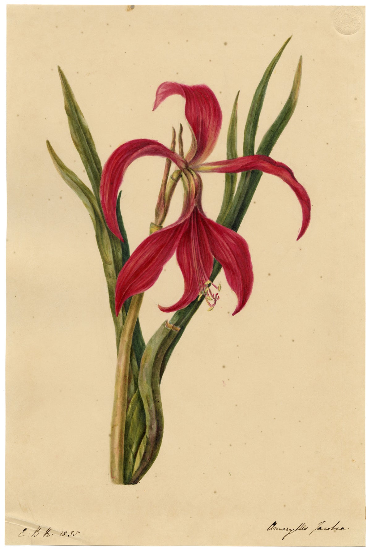E.B.R., Jacobean Lily (Amaryllis Jacobia) Flower – 1835 watercolour painting