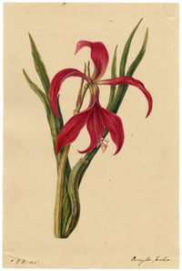 E.B.R., Jacobean Lily (Amaryllis Jacobia) Flower – 1835 watercolour painting