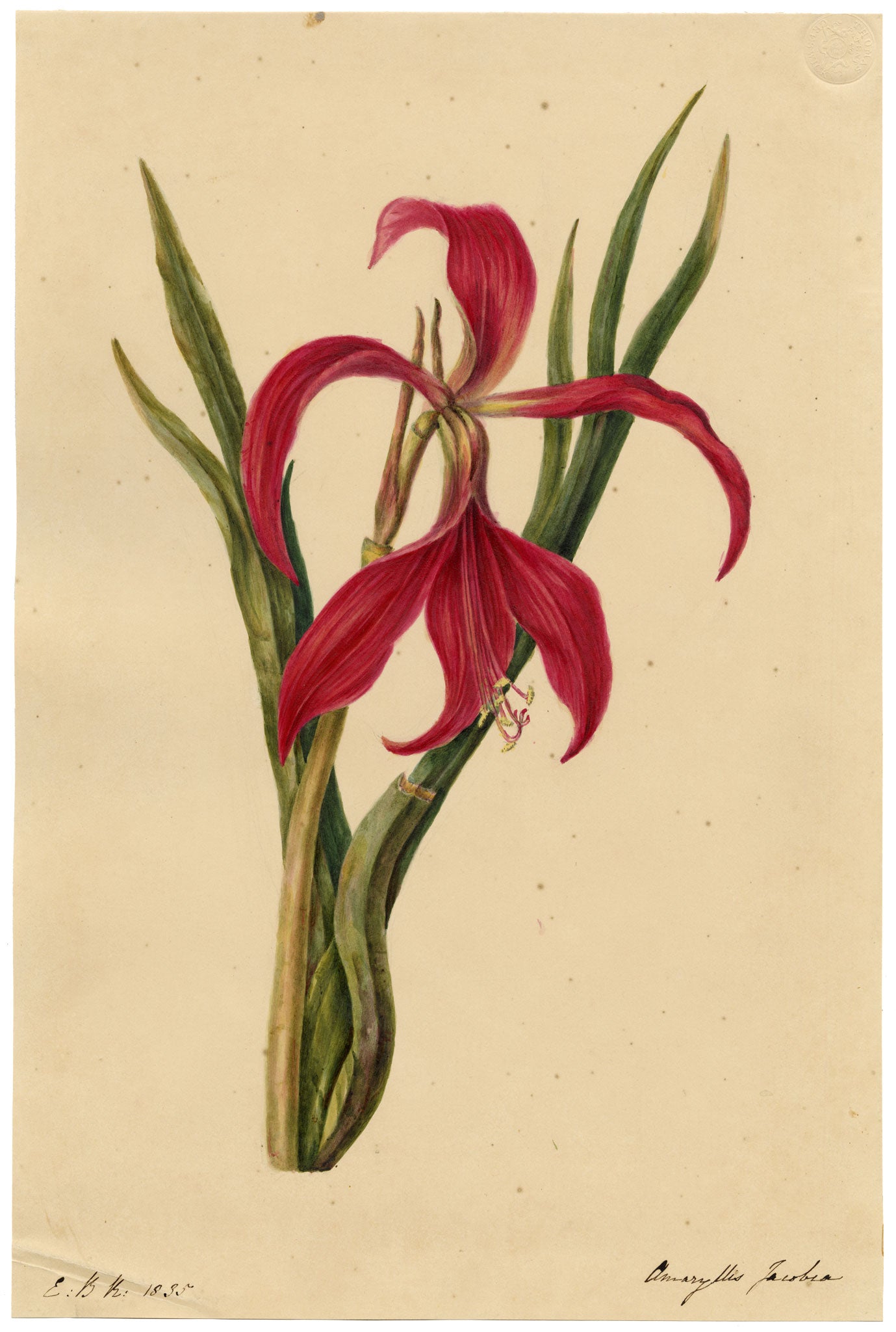 E.B.R., Jacobean Lily (Amaryllis Jacobia) Flower – 1835 watercolour painting