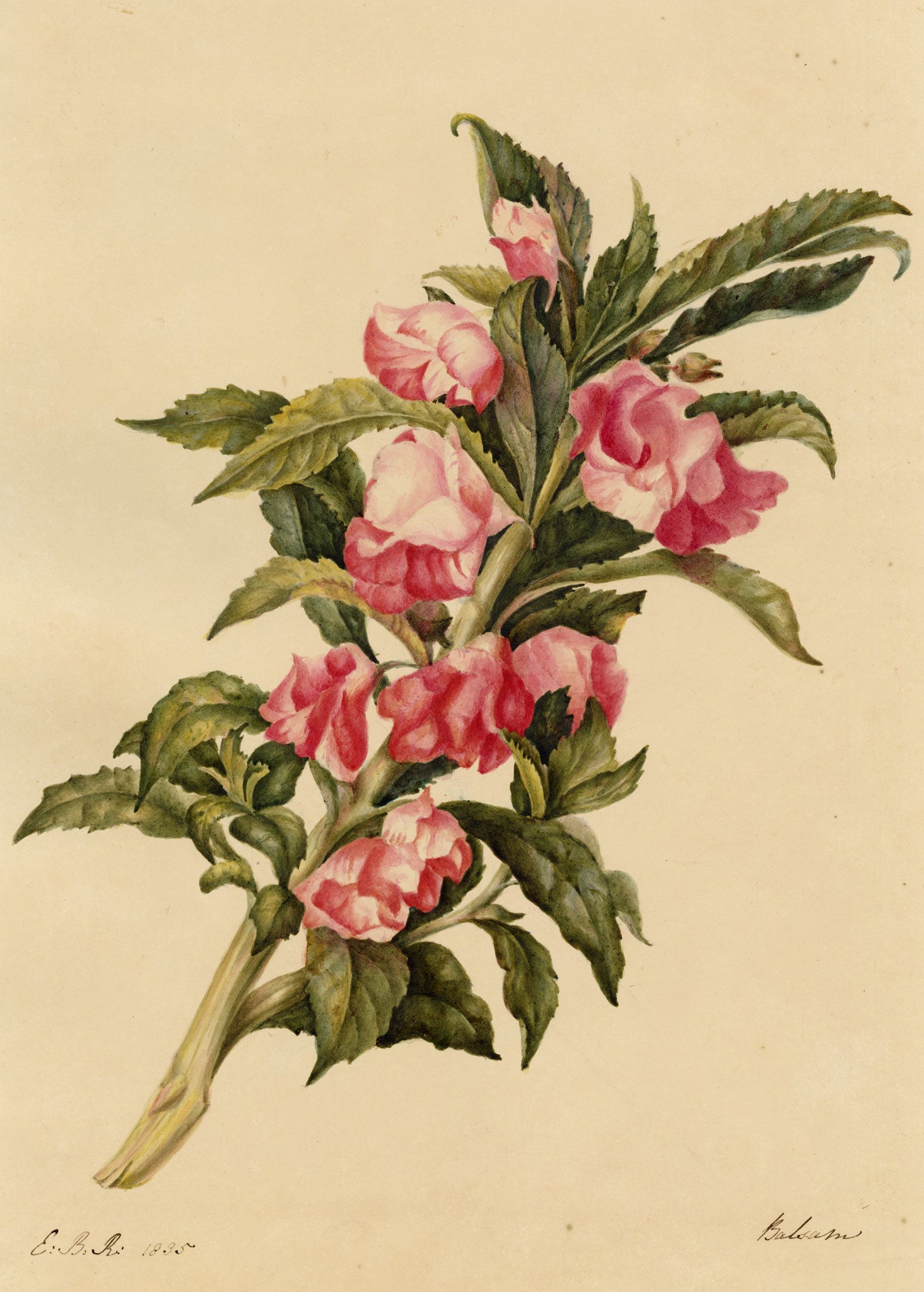 E.B.R., Pink Rose Balsam (Impatiens balsamina) Flower – 1835 watercolour painting
