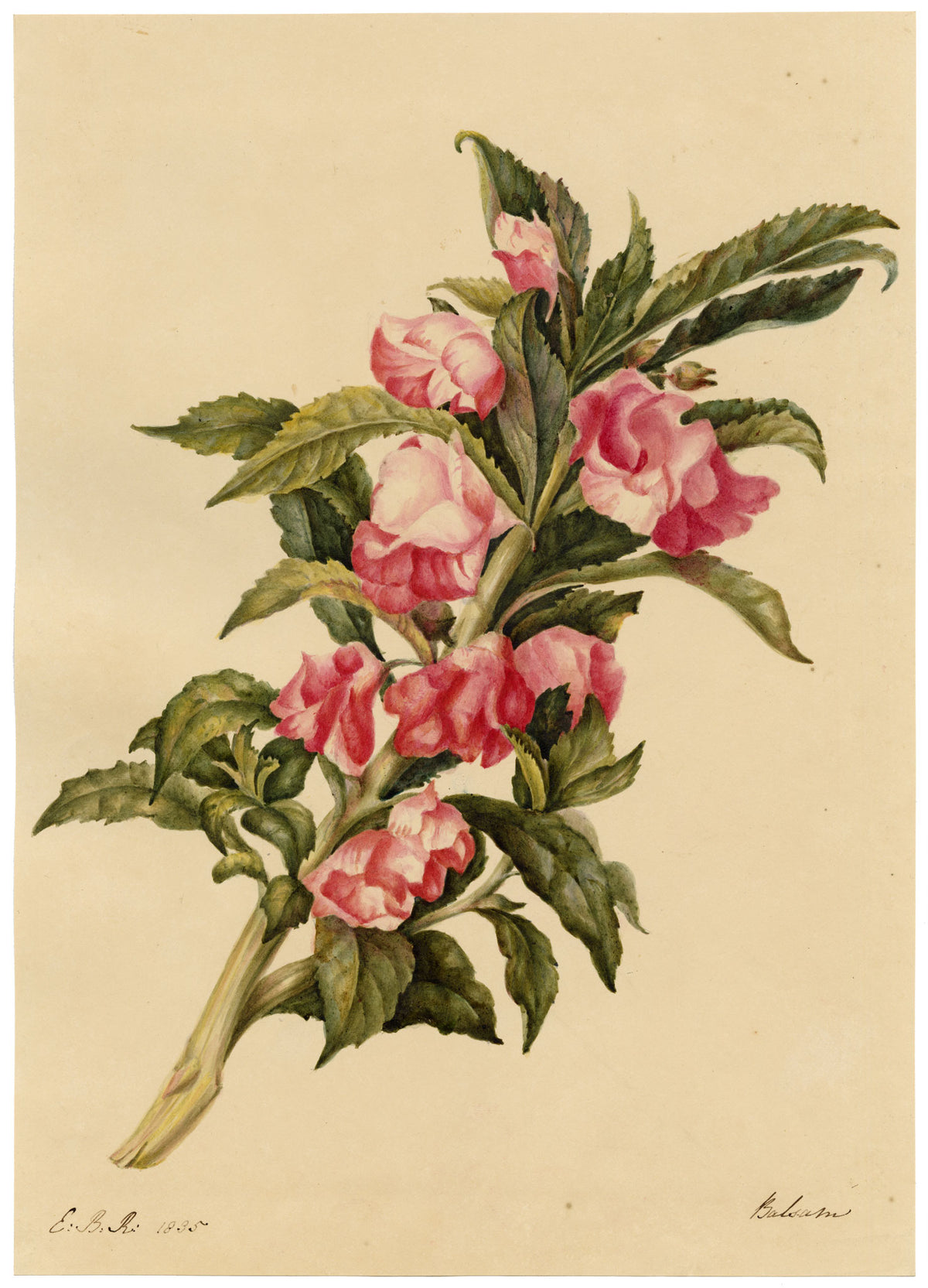 E.B.R., Pink Rose Balsam (Impatiens balsamina) Flower – 1835 watercolour painting