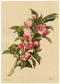 E.B.R., Pink Rose Balsam (Impatiens balsamina) Flower – 1835 watercolour painting