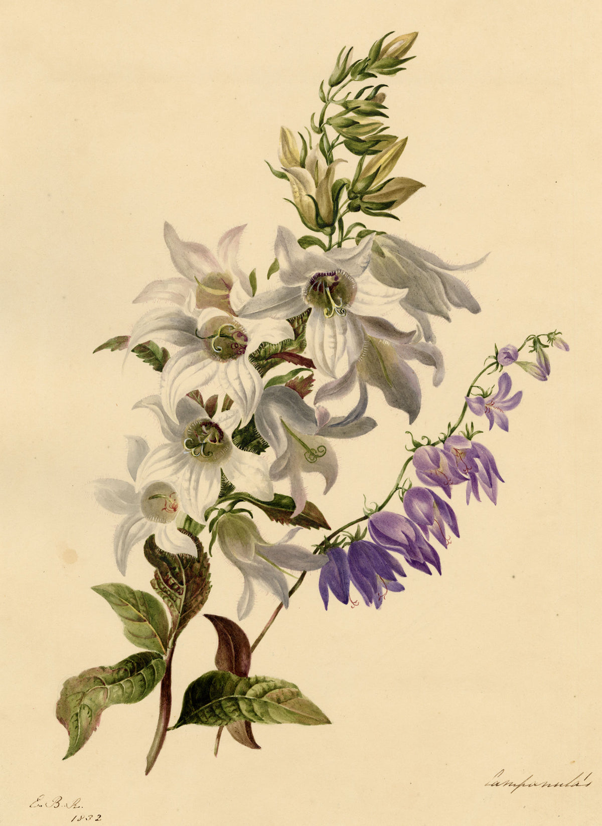 E.B.R., White & Purple Bellflowers (Campanula) – 1832 watercolour painting