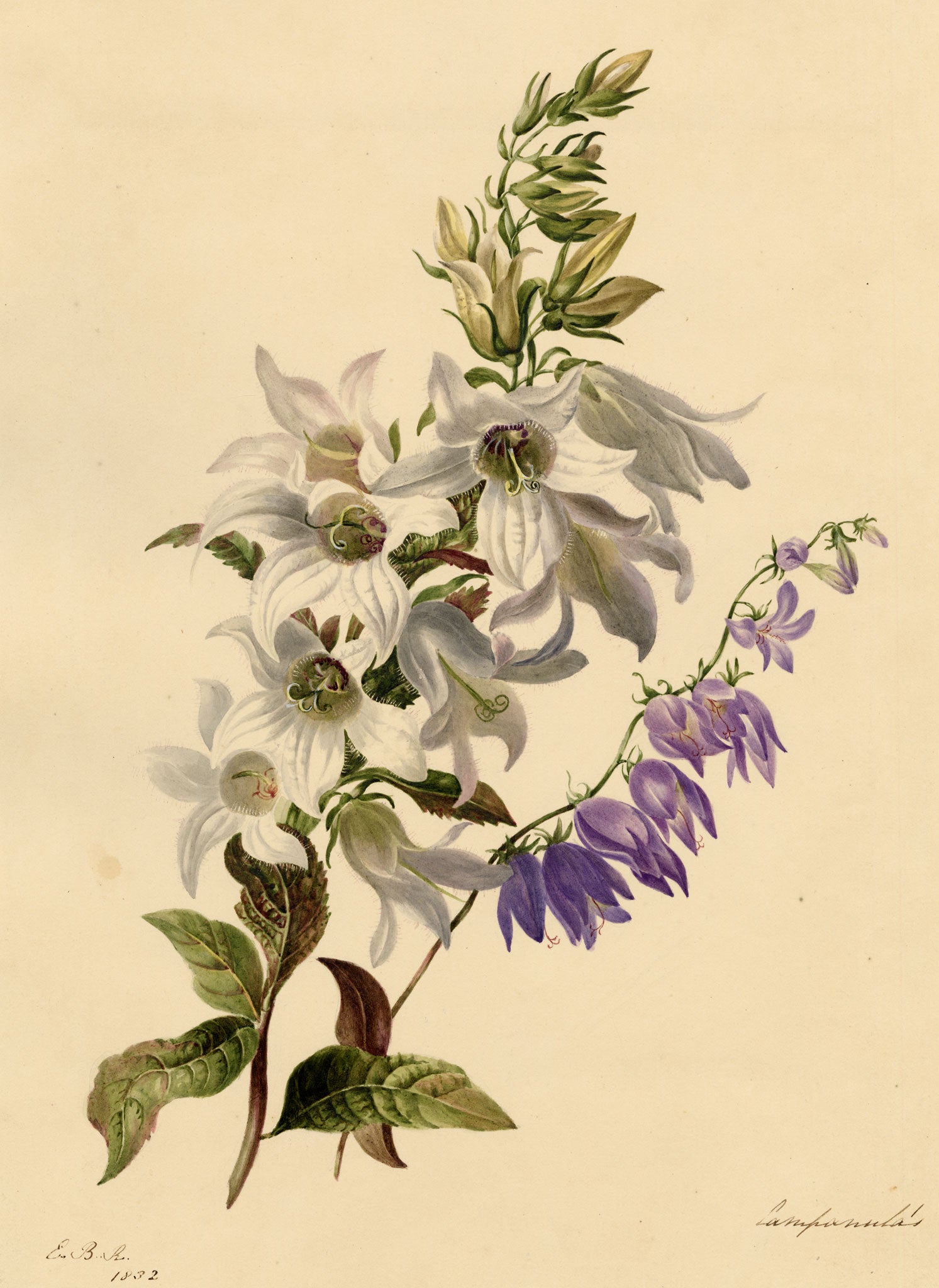 E.B.R., White & Purple Bellflowers (Campanula) – 1832 watercolour painting