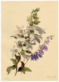 E.B.R., White & Purple Bellflowers (Campanula) – 1832 watercolour painting