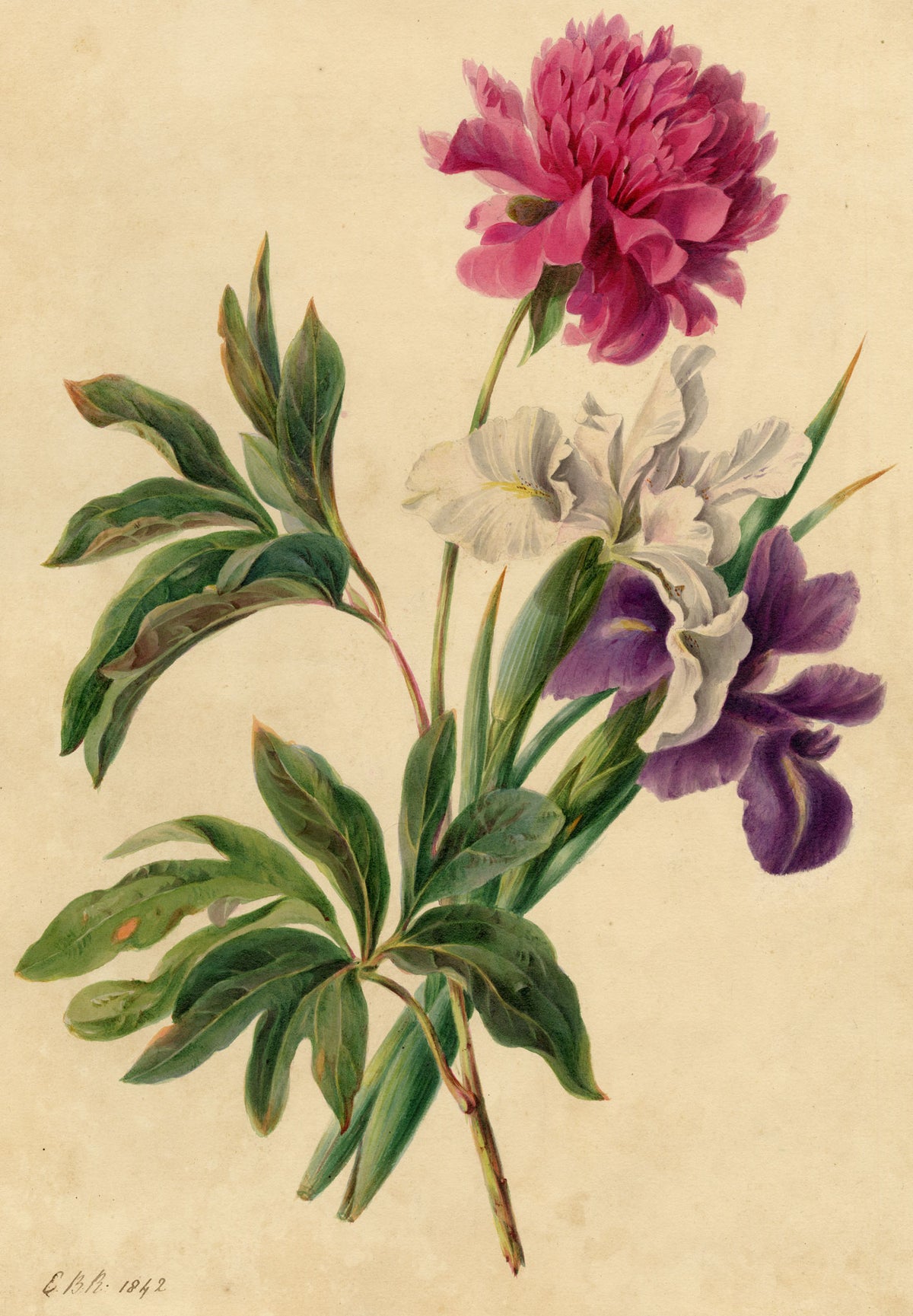 E.B.R., Pink Peony & Purple Iris Flowers – 1842 watercolour painting