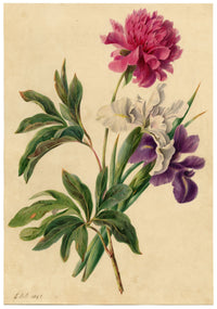 E.B.R., Pink Peony & Purple Iris Flowers – 1842 watercolour painting