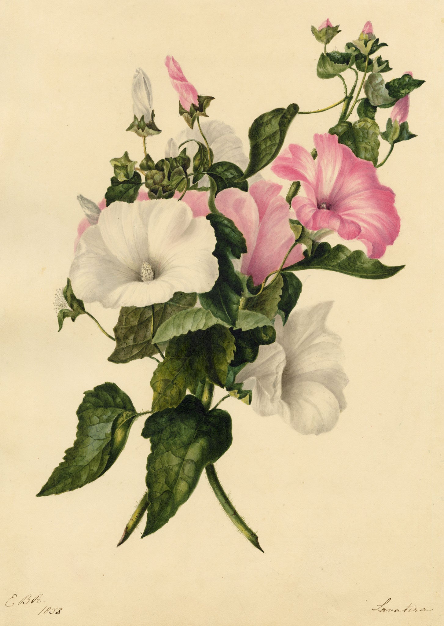 E.B.R., Pink & White Tree Mallow (Lavatera) Flower – 1833 watercolour painting