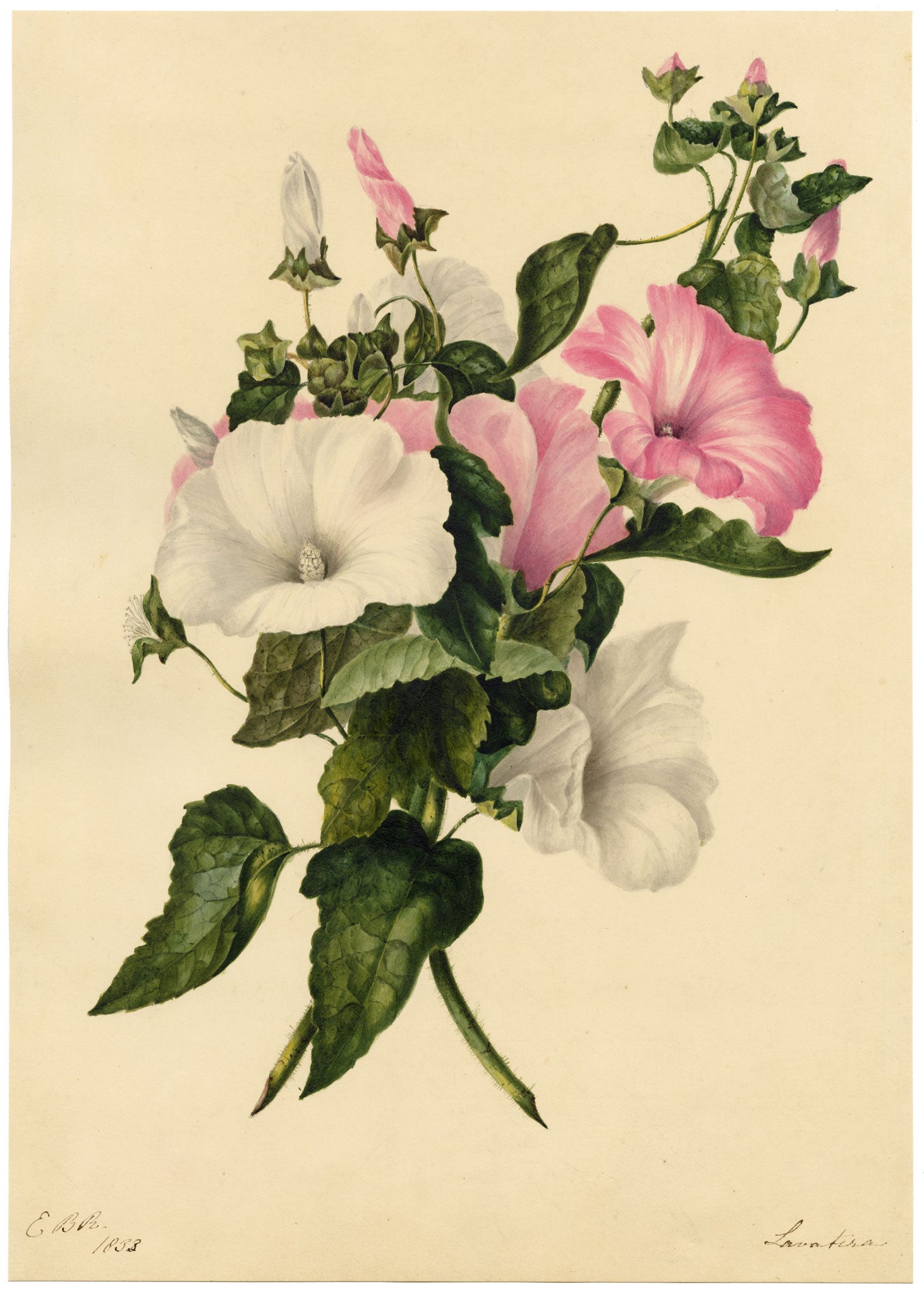 E.B.R., Pink & White Tree Mallow (Lavatera) Flower – 1833 watercolour painting