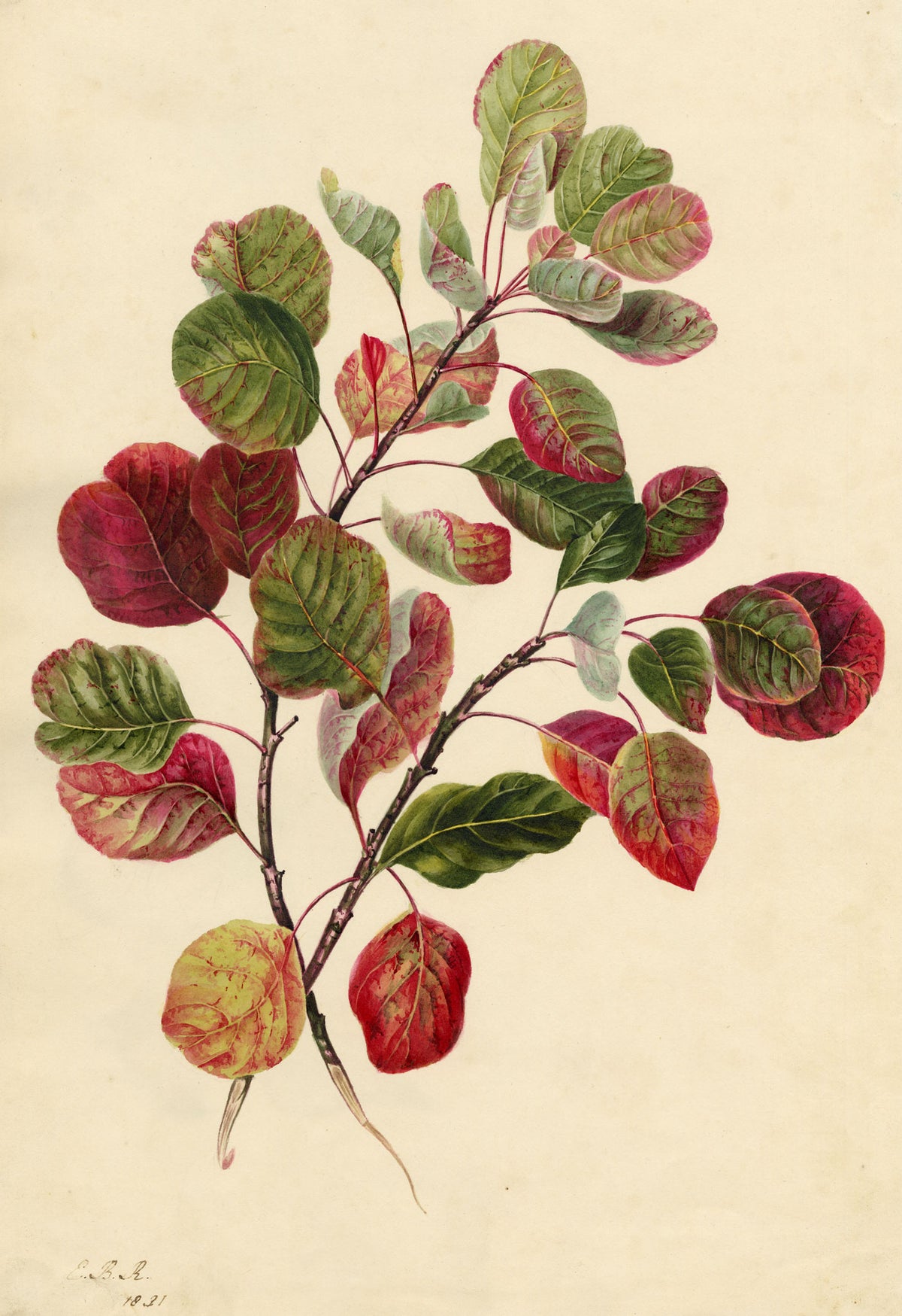 E.B.R., Dogwood Autumn Red Foliage Study – 1831 watercolour painting