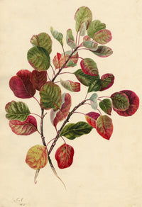 E.B.R., Dogwood Autumn Red Foliage Study – 1831 watercolour painting