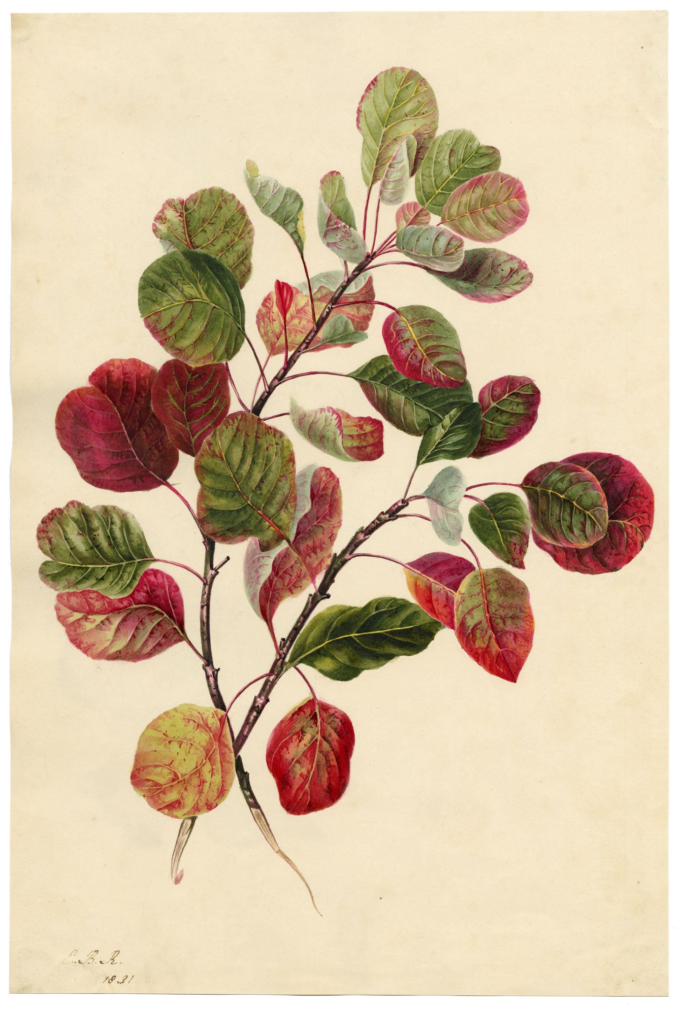 E.B.R., Dogwood Autumn Red Foliage Study – 1831 watercolour painting
