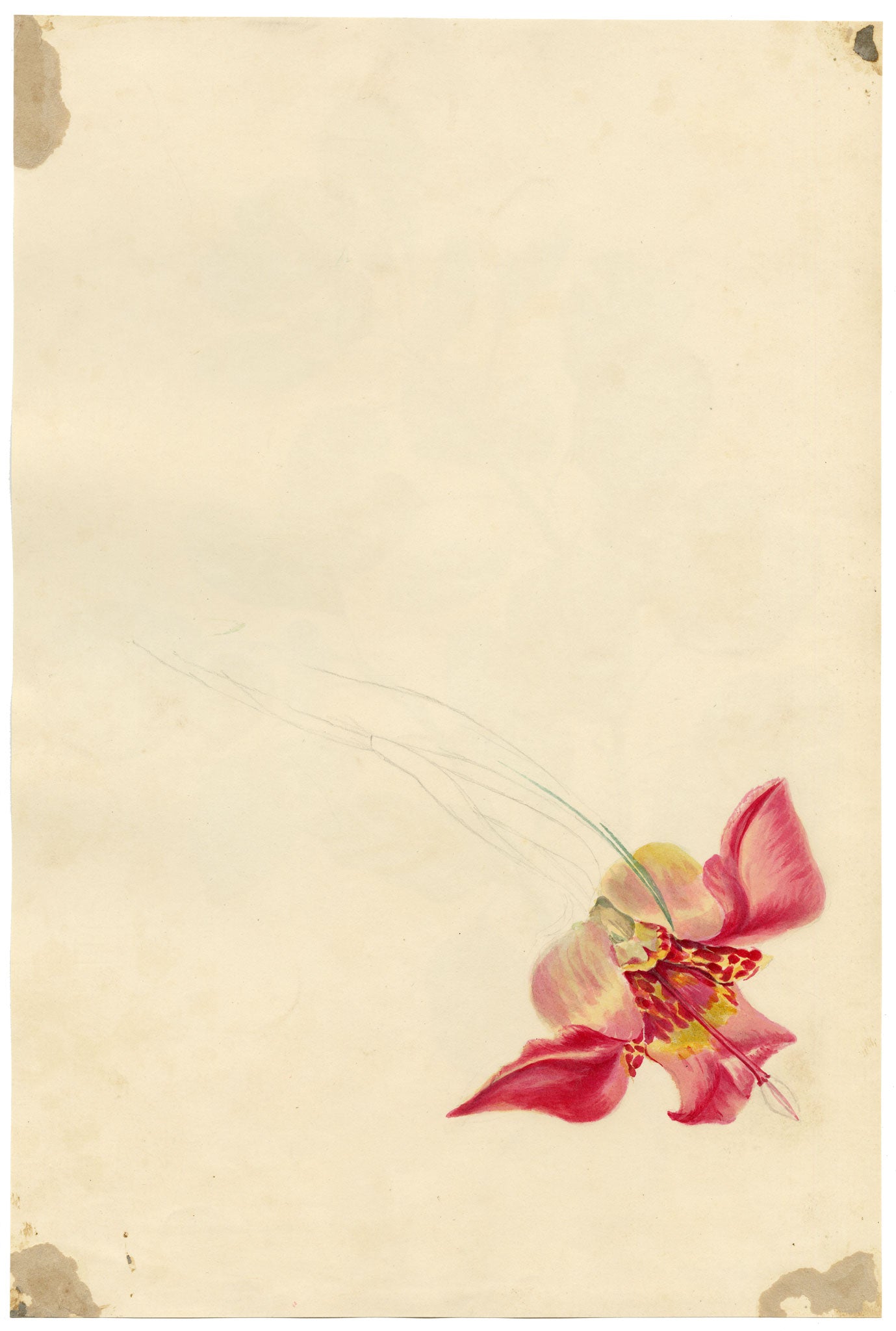 E.B.R., Dogwood Autumn Red Foliage Study – 1831 watercolour painting