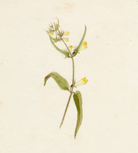 Anon., Common Cow-wheat (Melampyrum pratense) Flower – c.1889 watercolour painting
