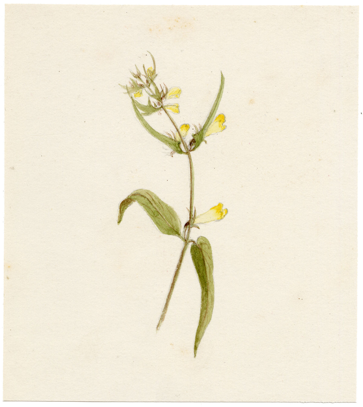 Anon., Common Cow-wheat (Melampyrum pratense) Flower – c.1889 watercolour painting
