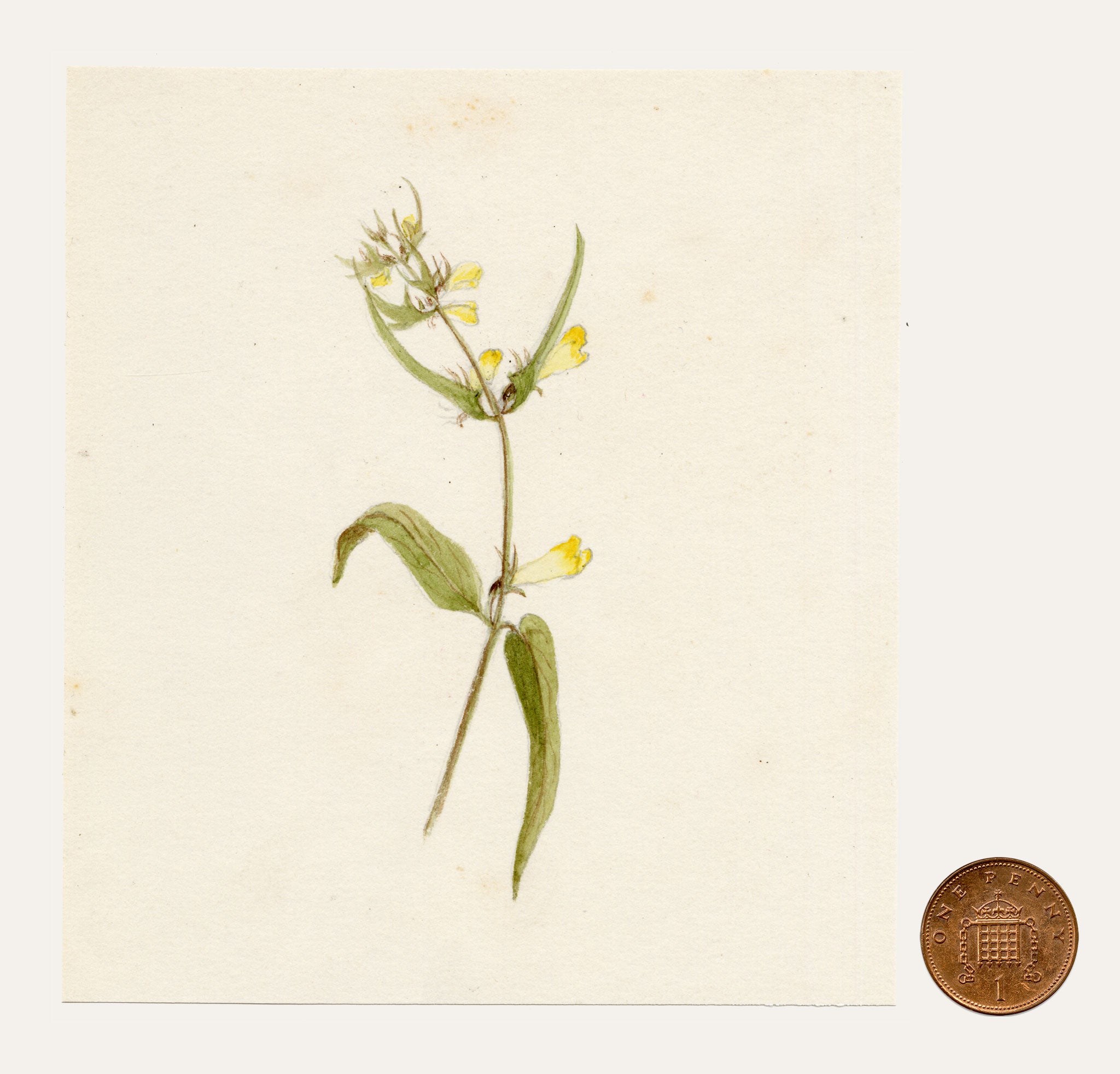 Anon., Common Cow-wheat (Melampyrum pratense) Flower – c.1889 watercolour painting