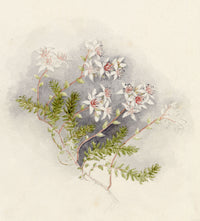 Anon., Common Fringe-myrtle (Calytrix tetragona) Flower, Australia – c.1886 watercolour painting