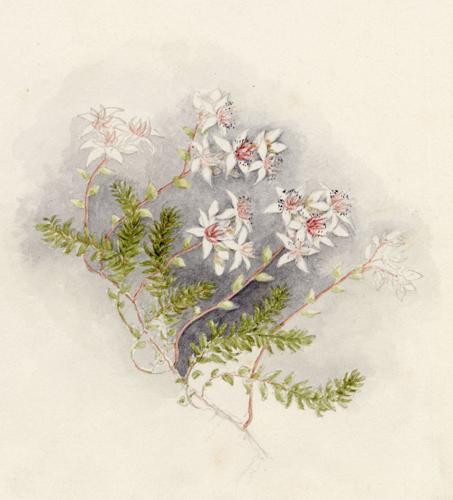 Anon., Common Fringe-myrtle (Calytrix tetragona) Flower, Australia – c.1886 watercolour painting